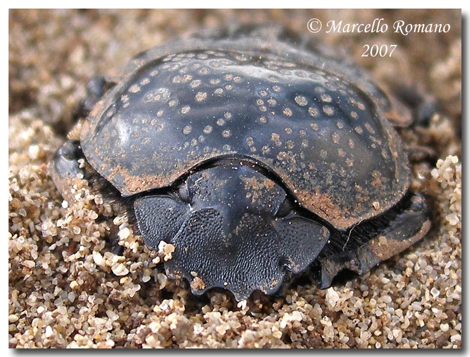Omaggio allo Scarabaeus semipunctatus (Col., Scarabaeidae)